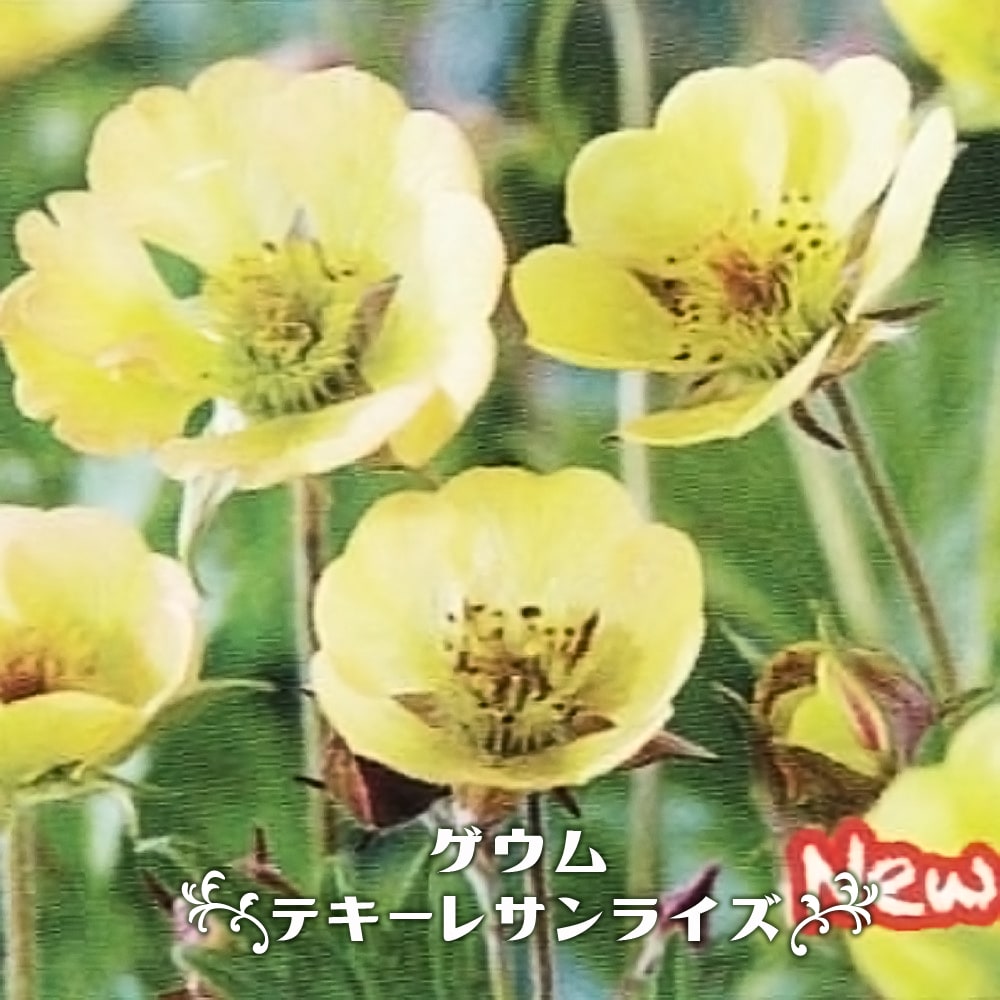 ゲウム テキーラサンライズ 苗 販売 苗木部 By 花ひろばオンライン