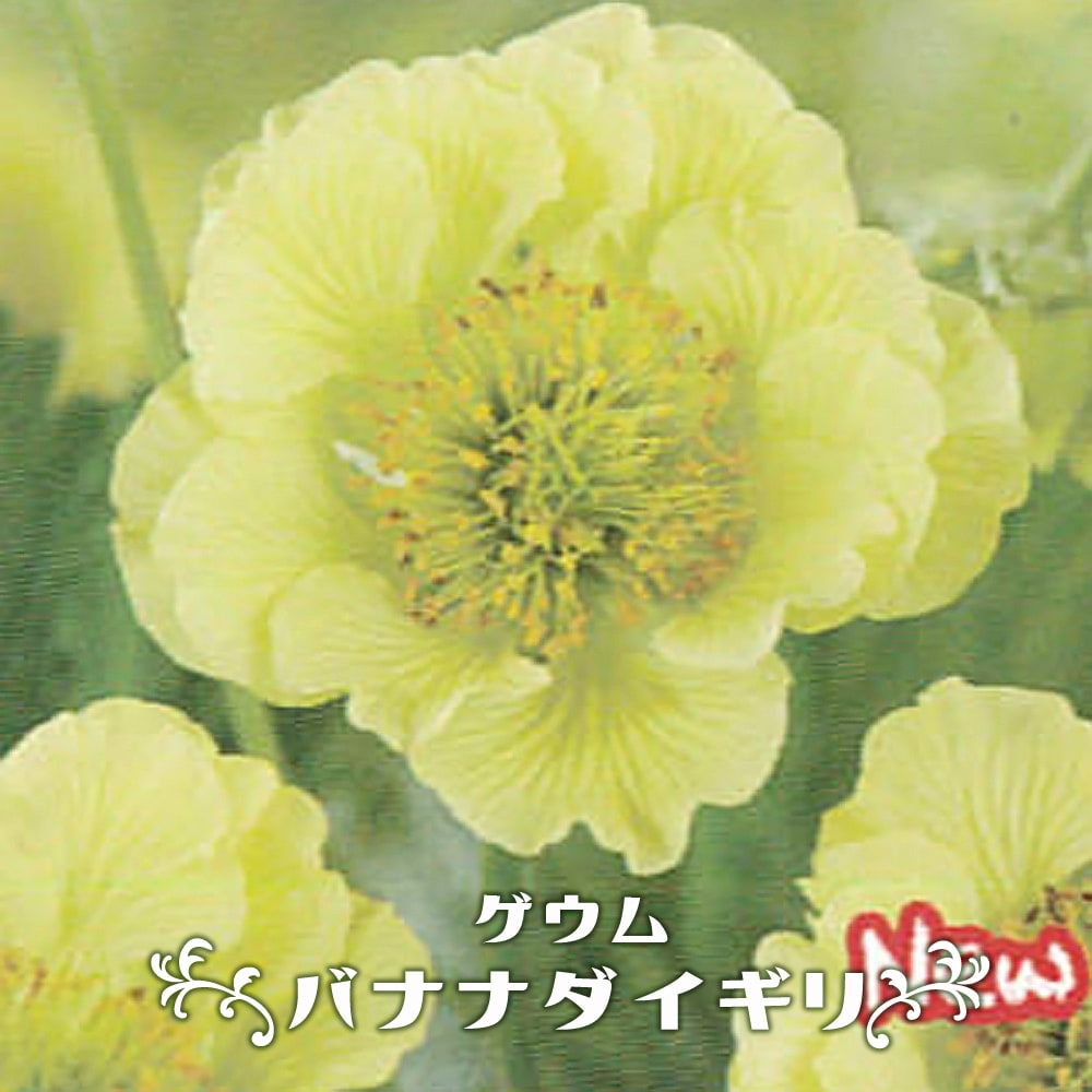  バナナダイキリ 