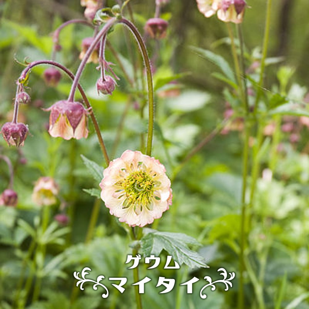   ゲウム \“マイタイ”