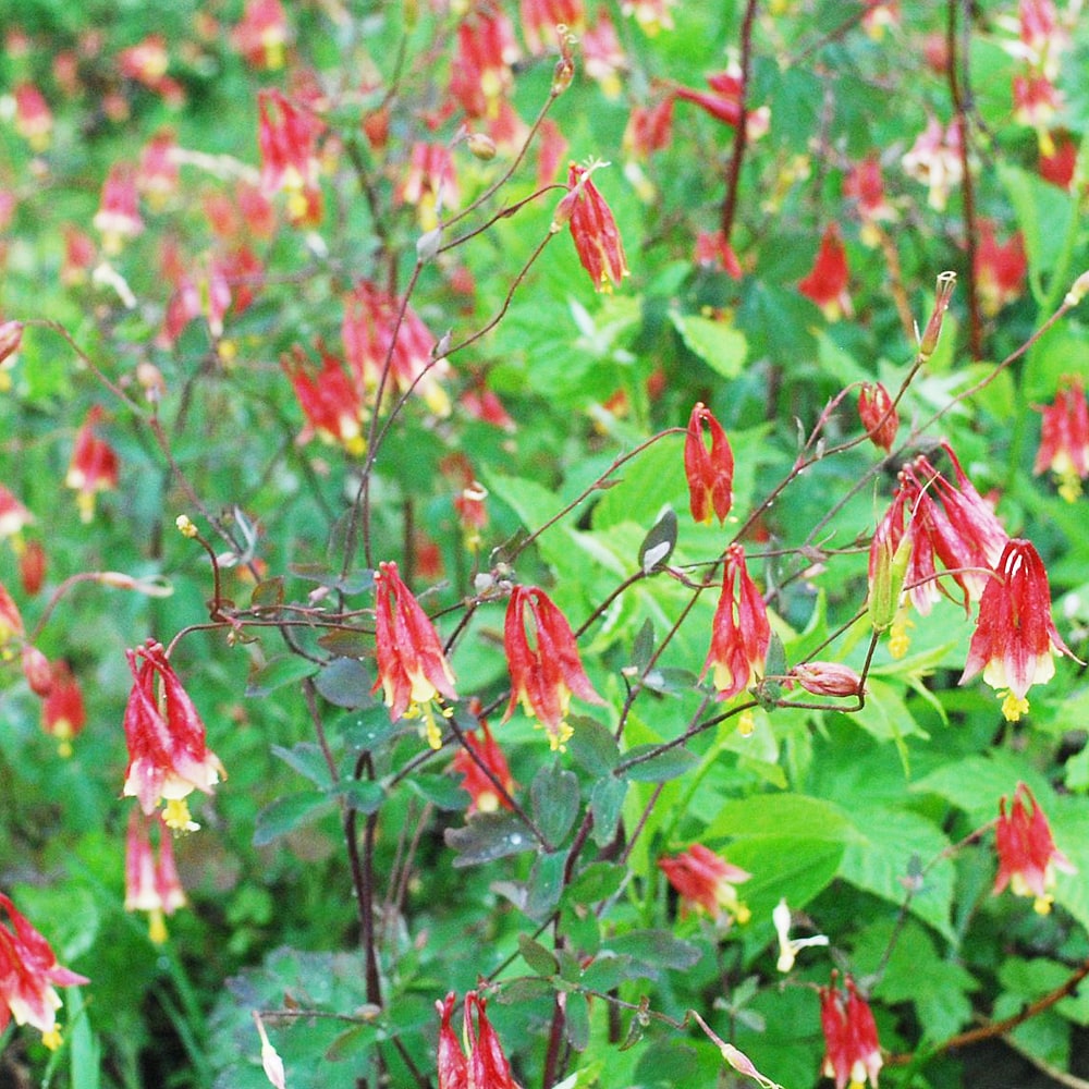 アクイレギア リトルランタン