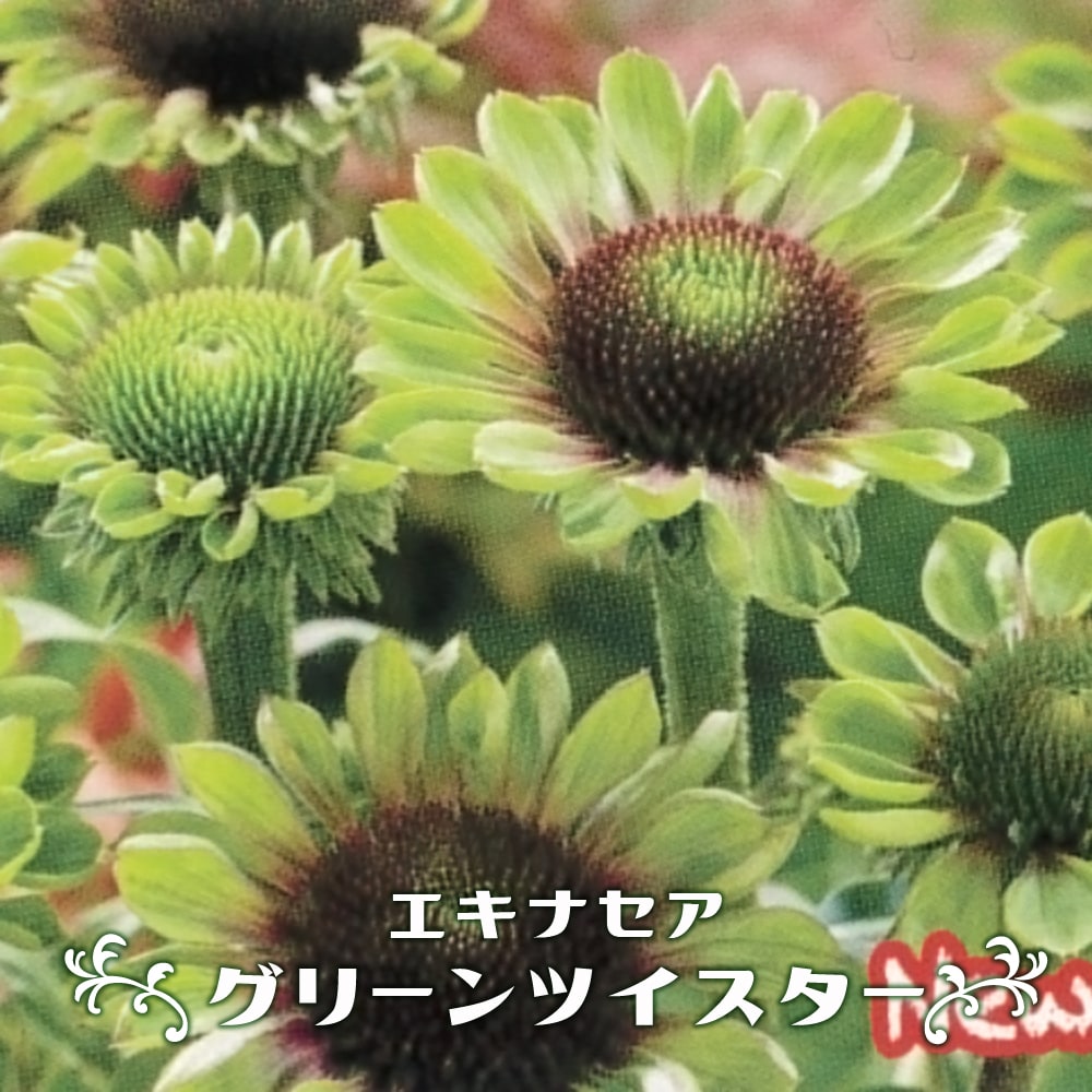 エキナセア 【グリーンツイスター】 