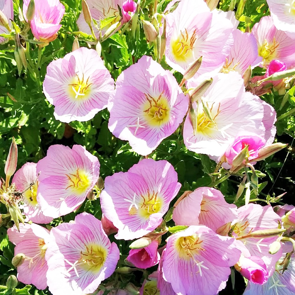 エノテラ スペシオーサ