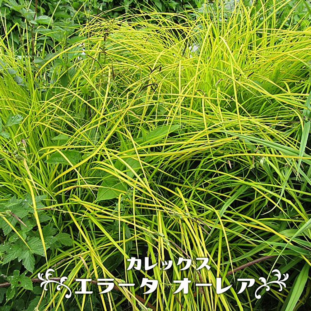 カレックス 【エラータ オーレア】