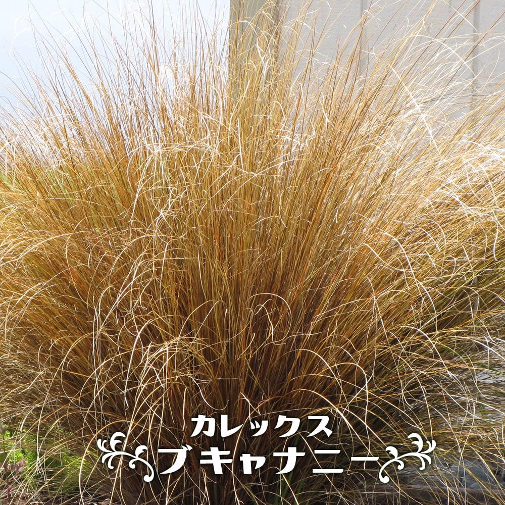 カレックス ブキャナニー