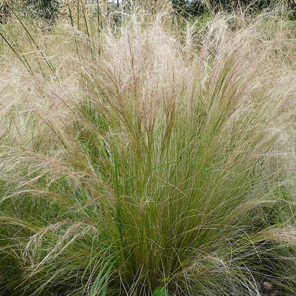 スティパ エンジェルヘアー