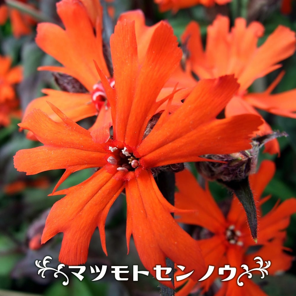 マツモトセンノウ