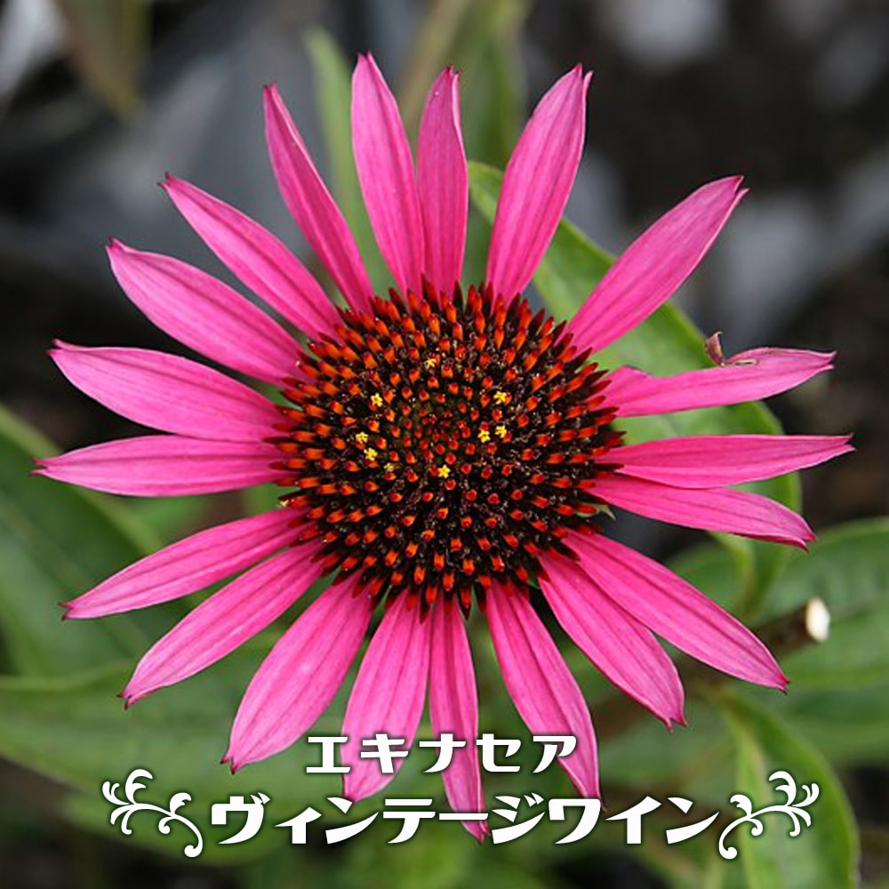 エキナセア ヴィンテージワイン 