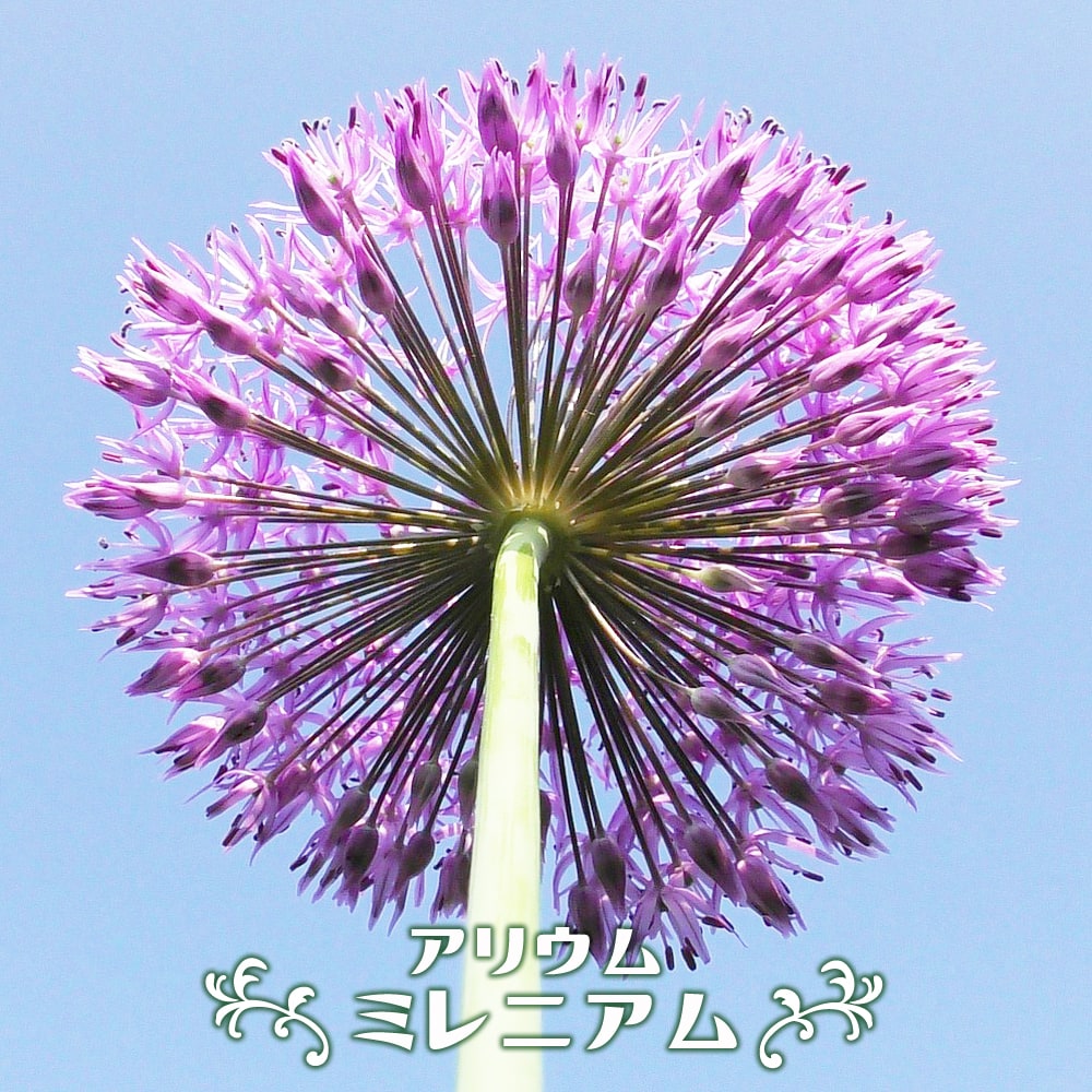 アリアム ミレニアム 