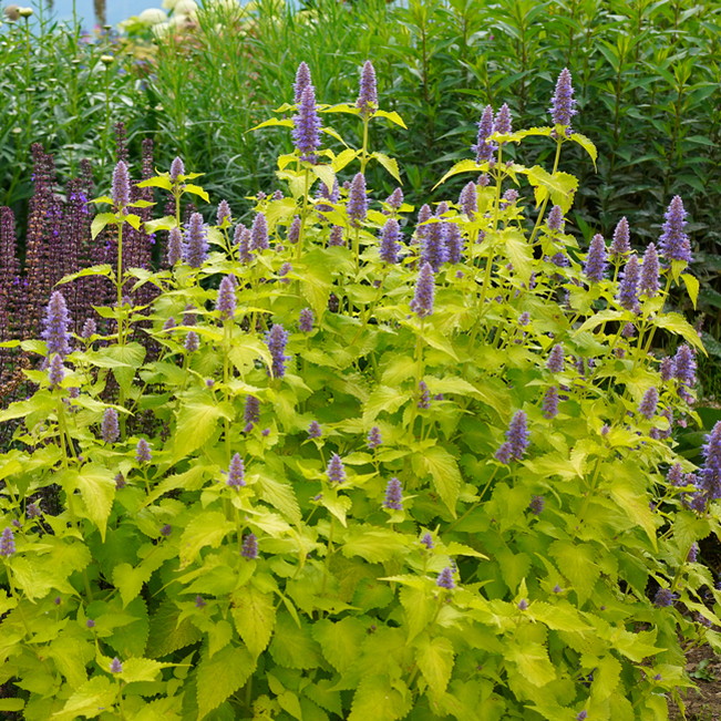 アガスターシェ ゴールデンジュビリー