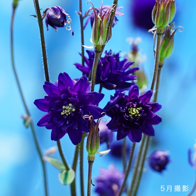 アクイレギア ブラックバロー 1