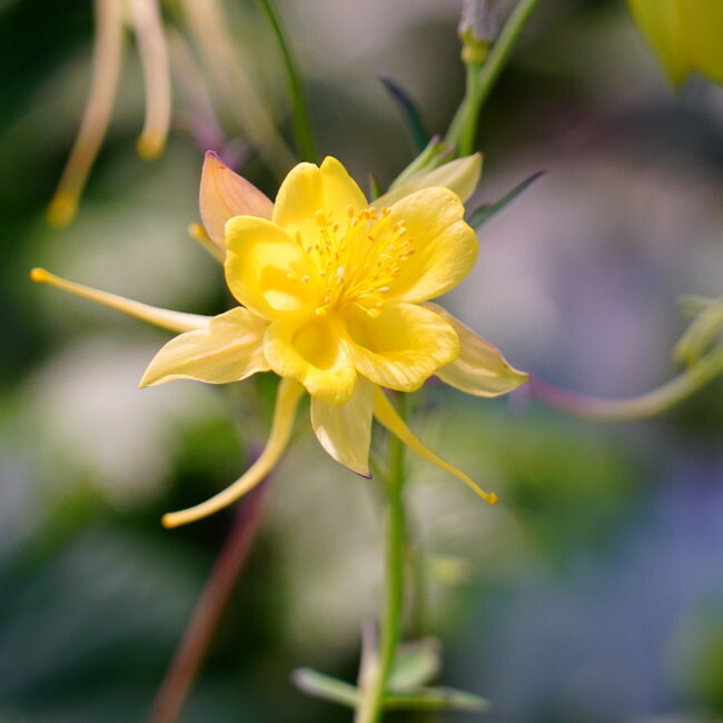 アクイレギア イエロークィーン 