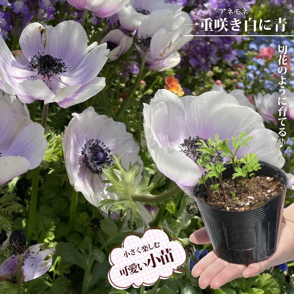 アネモネ 一重咲き 白に青 