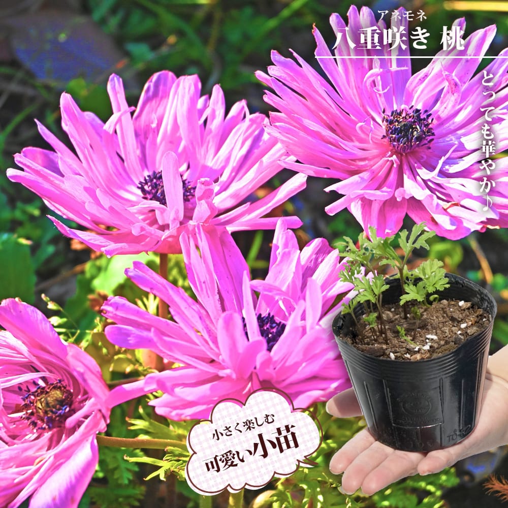 アネモネ 八重咲き 桃 