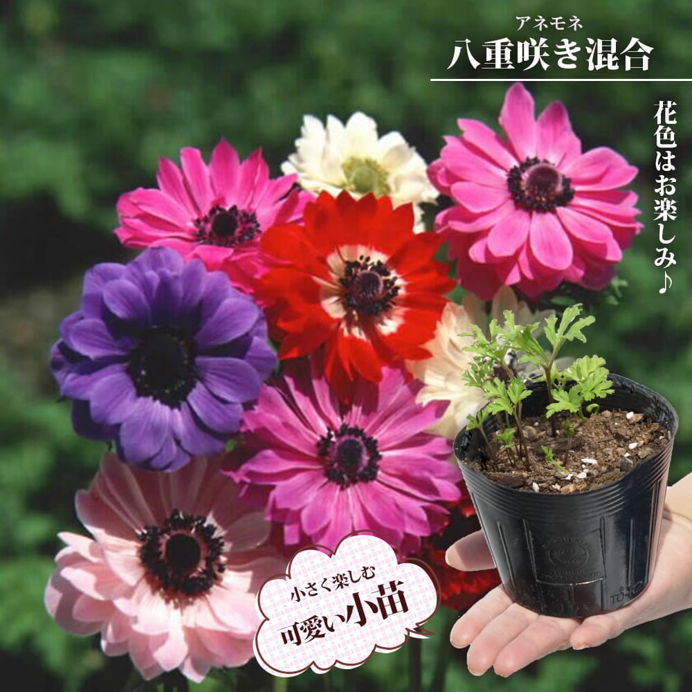 アネモネ 八重咲き 混合 