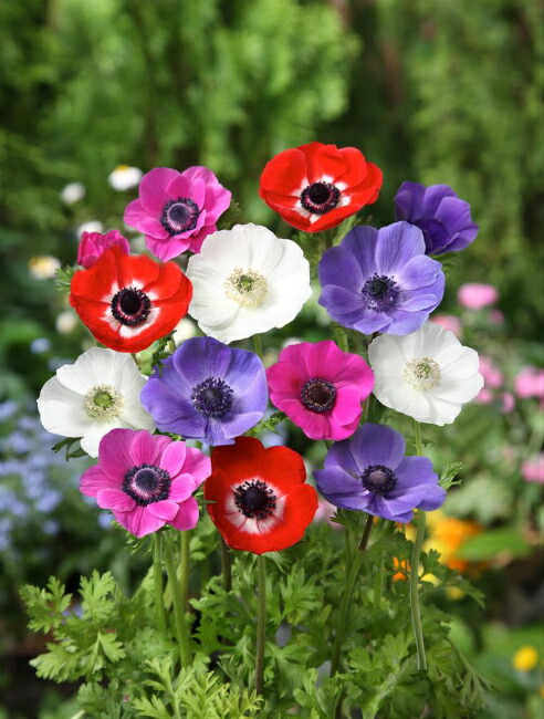  アネモネ 一重咲き 混合