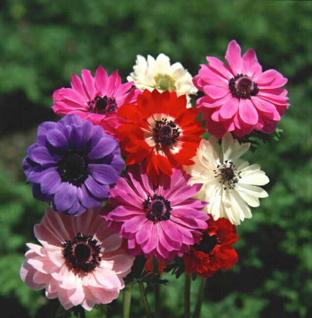 アネモネ 八重咲き 混合 ミックス