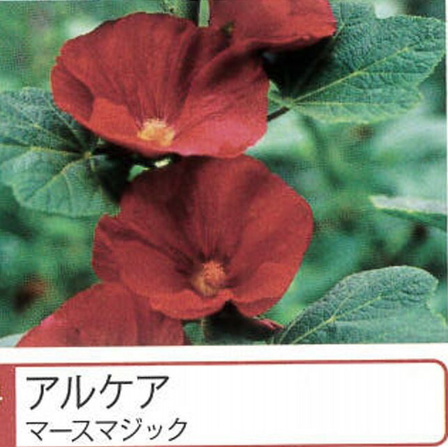   アルケア 【マースマジック】 ポット苗