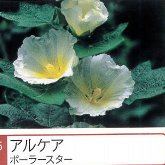   アルケア 【ポーラースター】 ポット苗