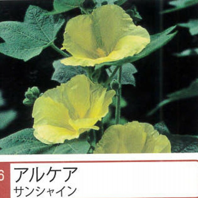 アルケア 【サンシャイン】 ポット苗
