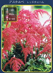 アスチルベ レッドチャーム 