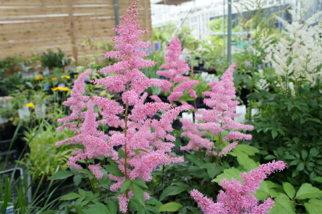 アスチルベ リズムアンドブルース 3