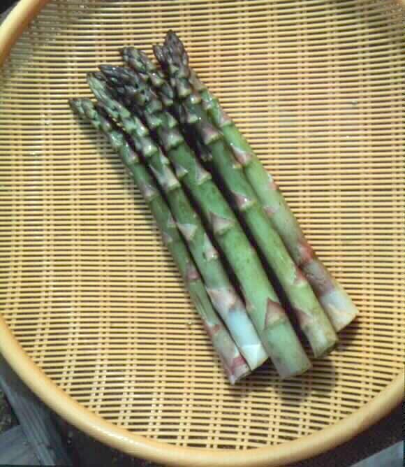 アスパラガス アスパラガス 3