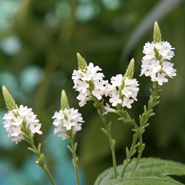 バーベイン ホワイト