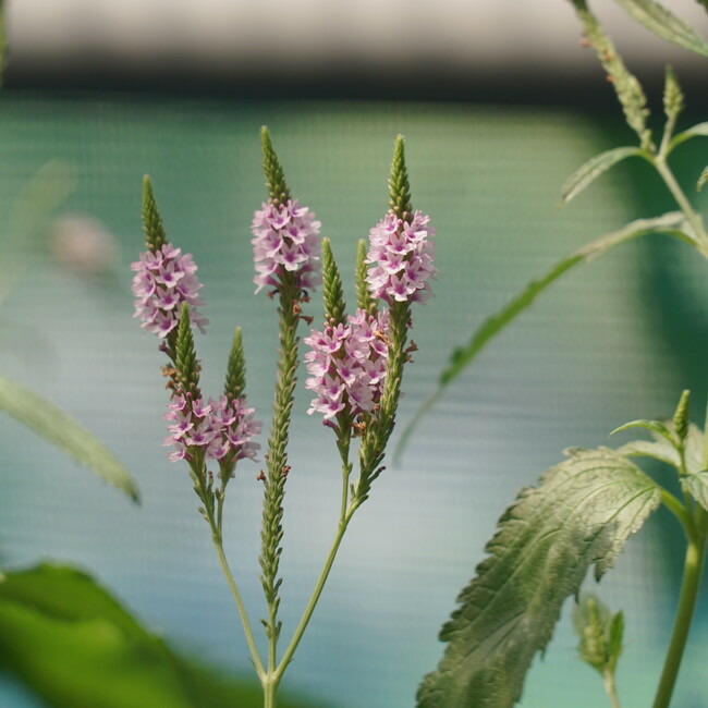 バーベイン ピンク