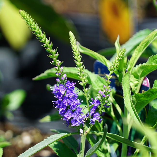 ベロニカ ハミングバードブルー 3