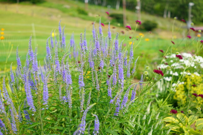 ベロニカ ハミングバードブルー 2