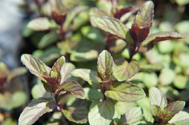 ミント ブラックペパーミント 3