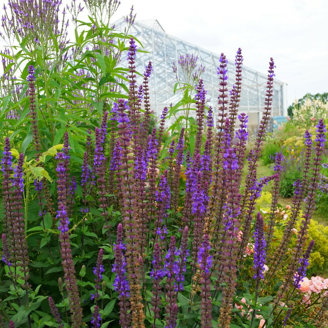 サルビア カラドンナ 3