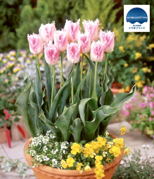 チューリップ ハウステンボス