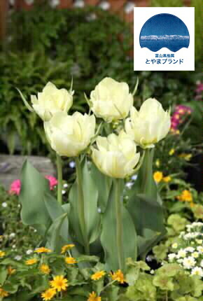 チューリップ ホワイトバレー