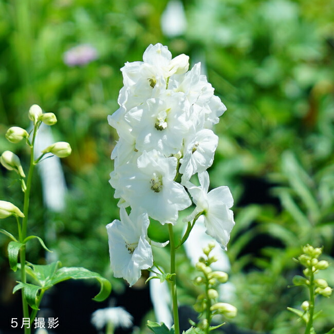 デルフィニウム ホワイト  