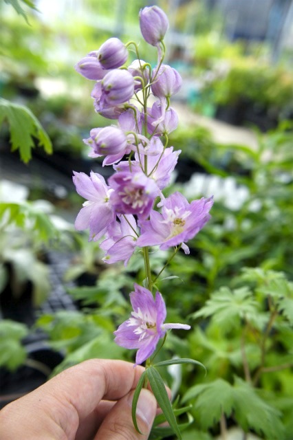   デルフィニウム アストラット （ オオヒエンソウ ） ポット苗