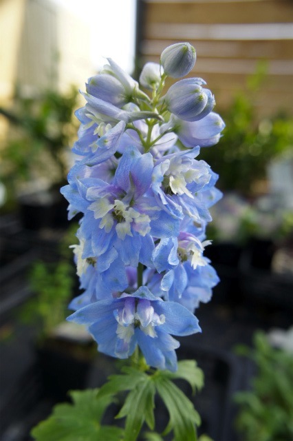 デルフィニウム スカイブルー 1