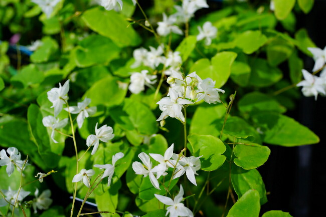 エピメディウム ニヴェウム 1