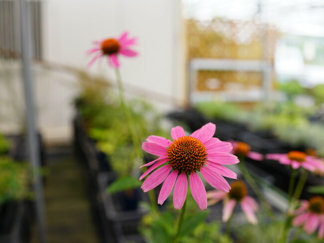 エキナセア パープレア 1