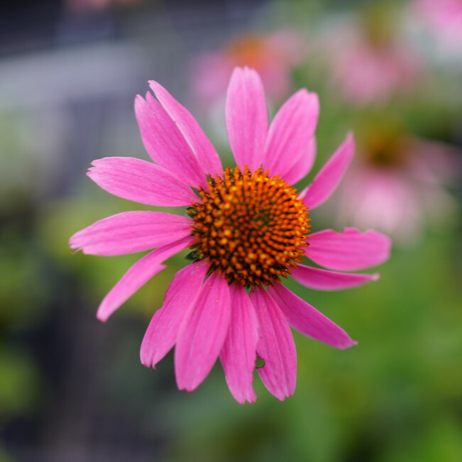 エキナセア パープレア