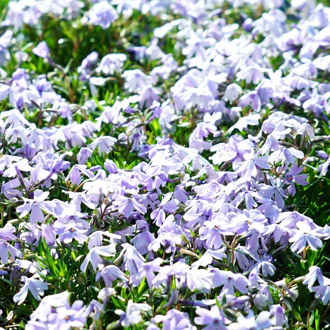 芝桜 エメラルドクッション 1