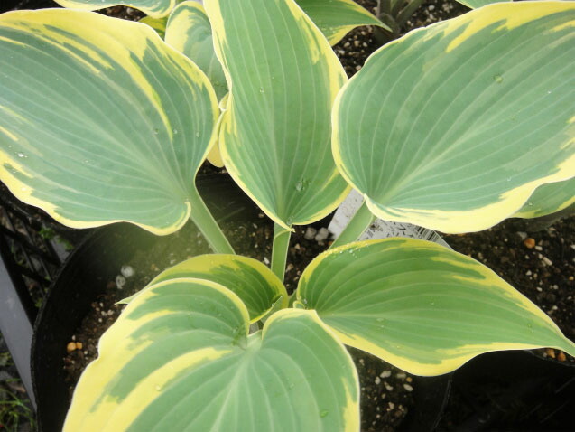 ファーストフロスト2  