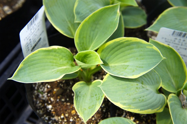 ホスタ フランシスウィリアムス 