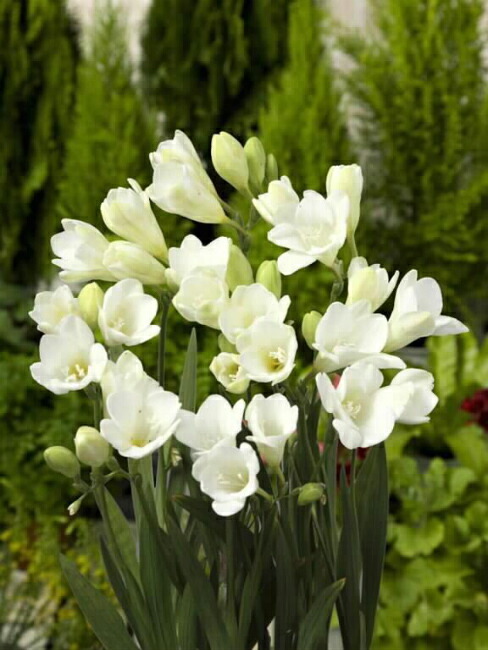  フリージア アンジェルタ