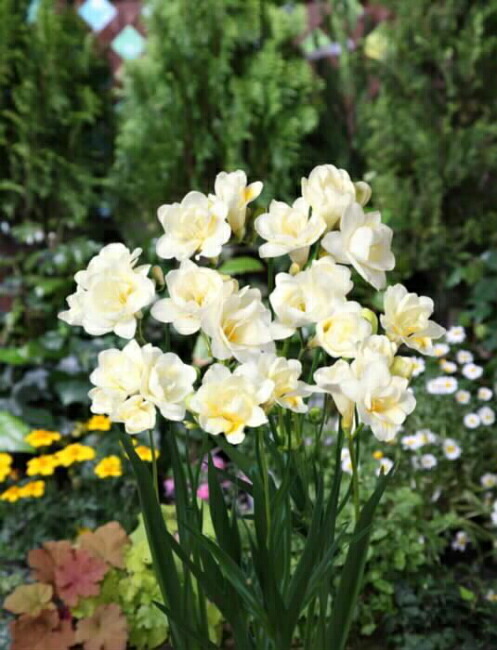 フリージア ボランチェ