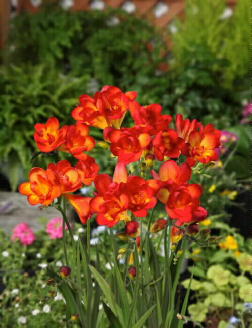 フリージア ボルケーノ