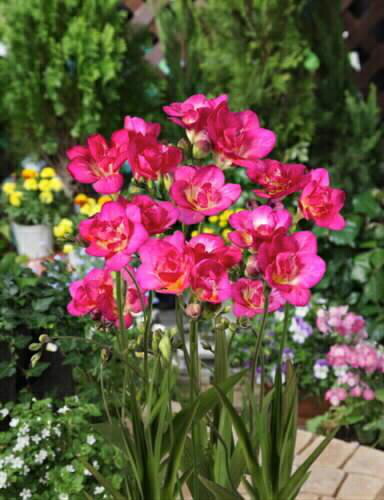 フリージア カシス 