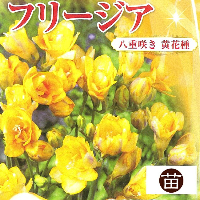 フリージア 八重 黄色 苗 販売 苗木部 By 花ひろばオンライン