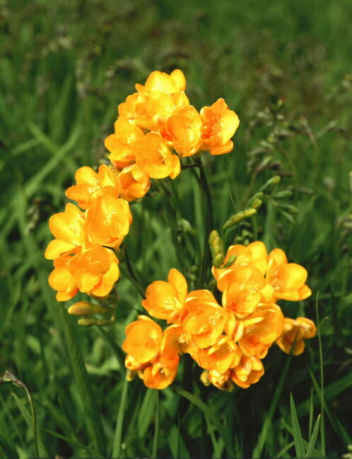 フリージア 一重 黄色 