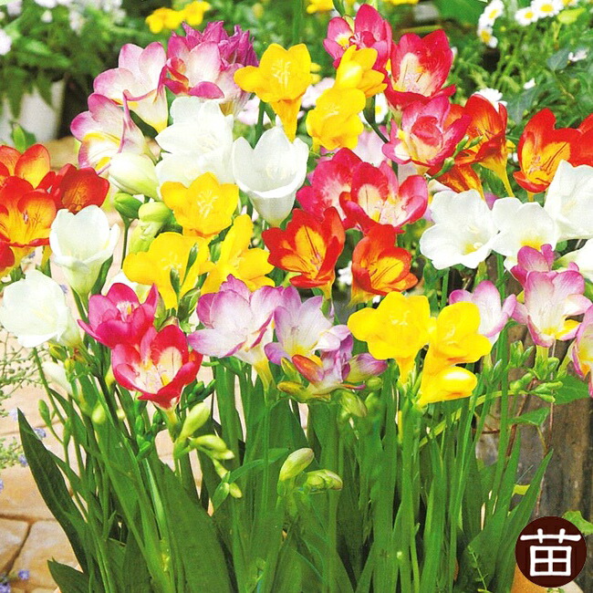 フリージア 【お得用】 一重 混合